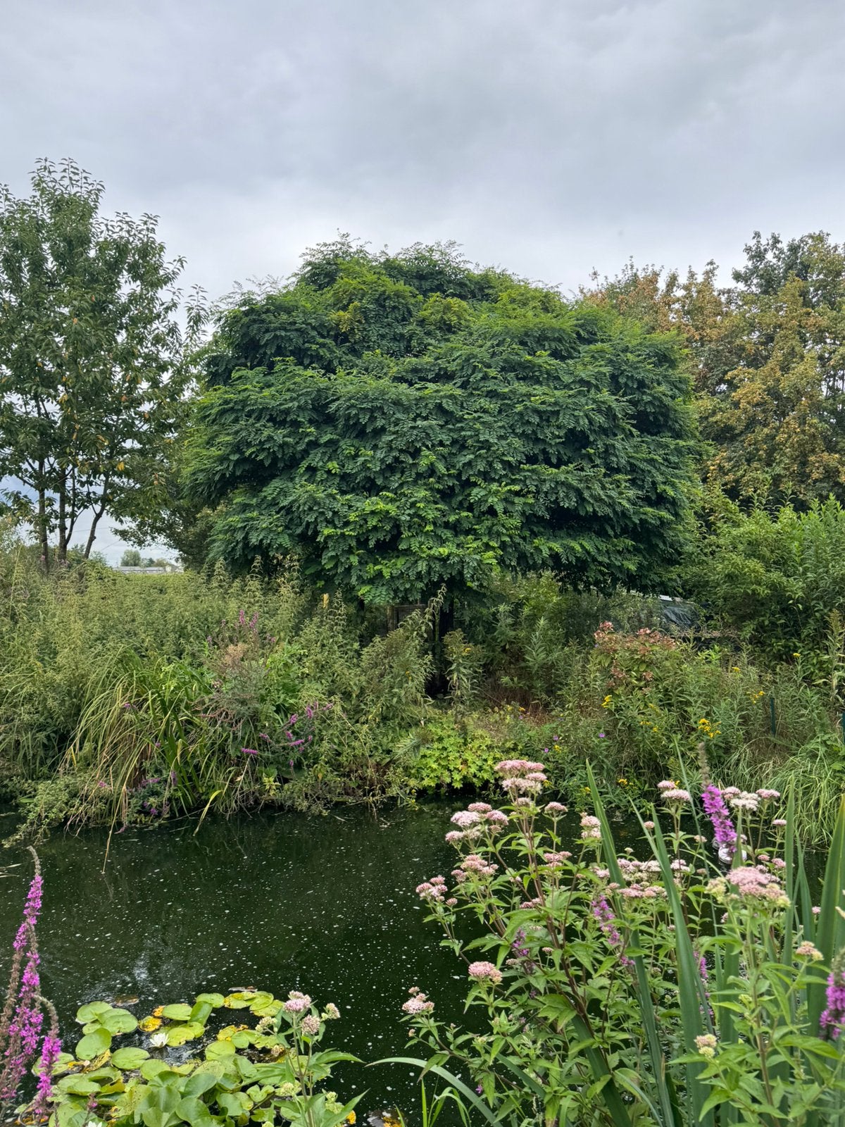 Robinia (valse Acacia), Overige soorten, 100 tot 250 cm, Zomer, Ophalen