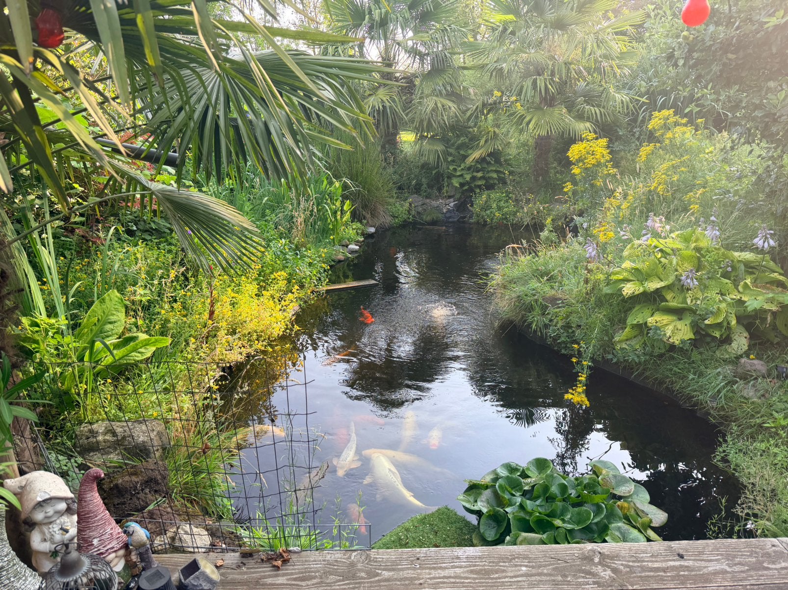 Vacature: schildpad gezocht, Dieren en Toebehoren, Reptielen en Amfibieën