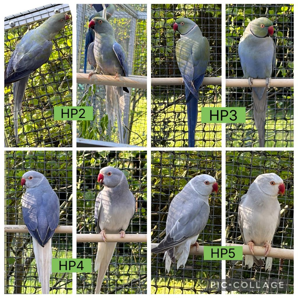 Halsbandparkieten turquoise / bleekstaart / opaline / violet, Meerdere dieren, Parkiet, Geringd