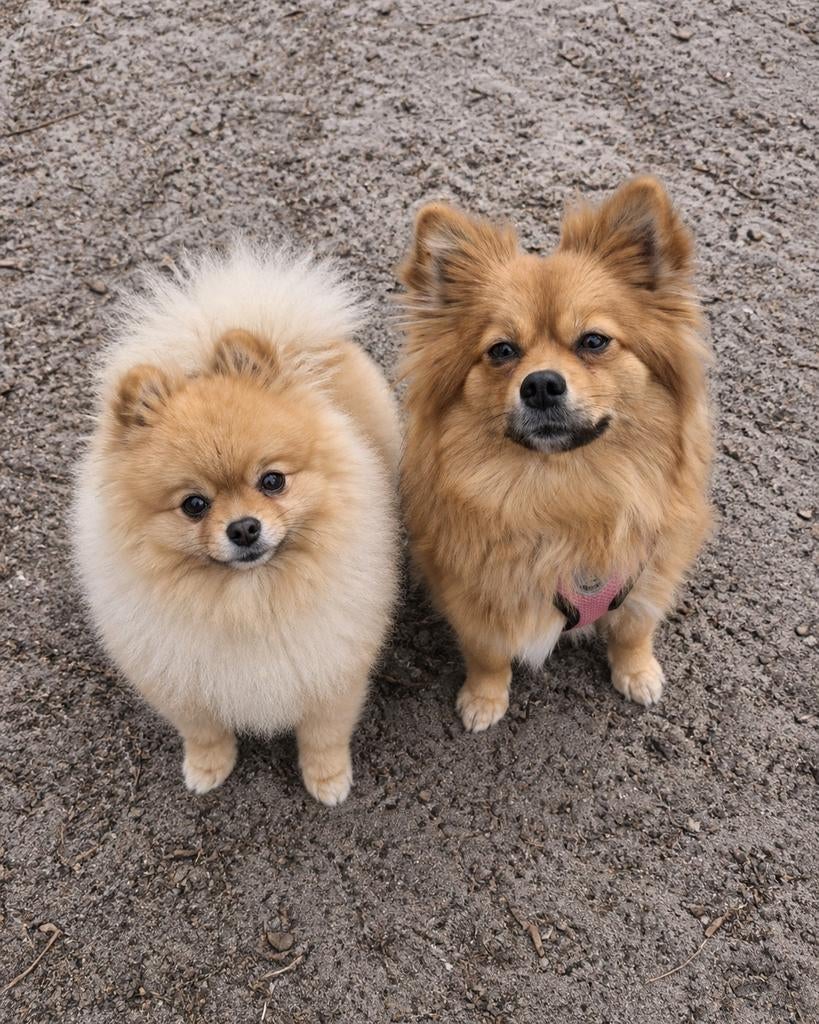 Pomeriaan pups, Dieren en Toebehoren, Honden | Poolhonden, Keeshonden en Oertypen, Meerdere dieren, Keeshond, Particulier, Meerdere