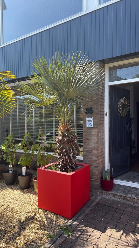 Palmboom, Tuin en Terras, Planten | Bomen, Ophalen of Verzenden, 100 tot 250 cm, Zomer, Palmboom