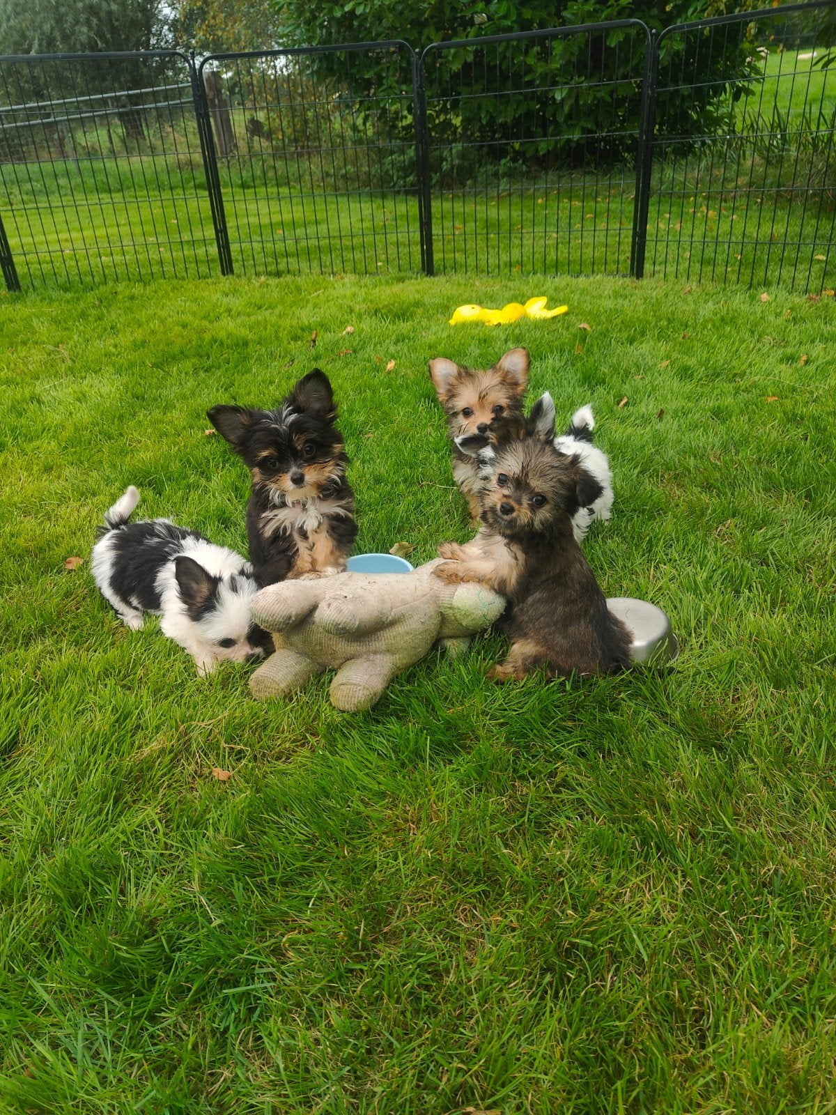 Mini boomer puppie.s (chihuahua x Malthezer leeuwtje)), Dieren en Toebehoren, Nederland, Overige rassen, CDV (hondenziekte), 8 tot 15 weken