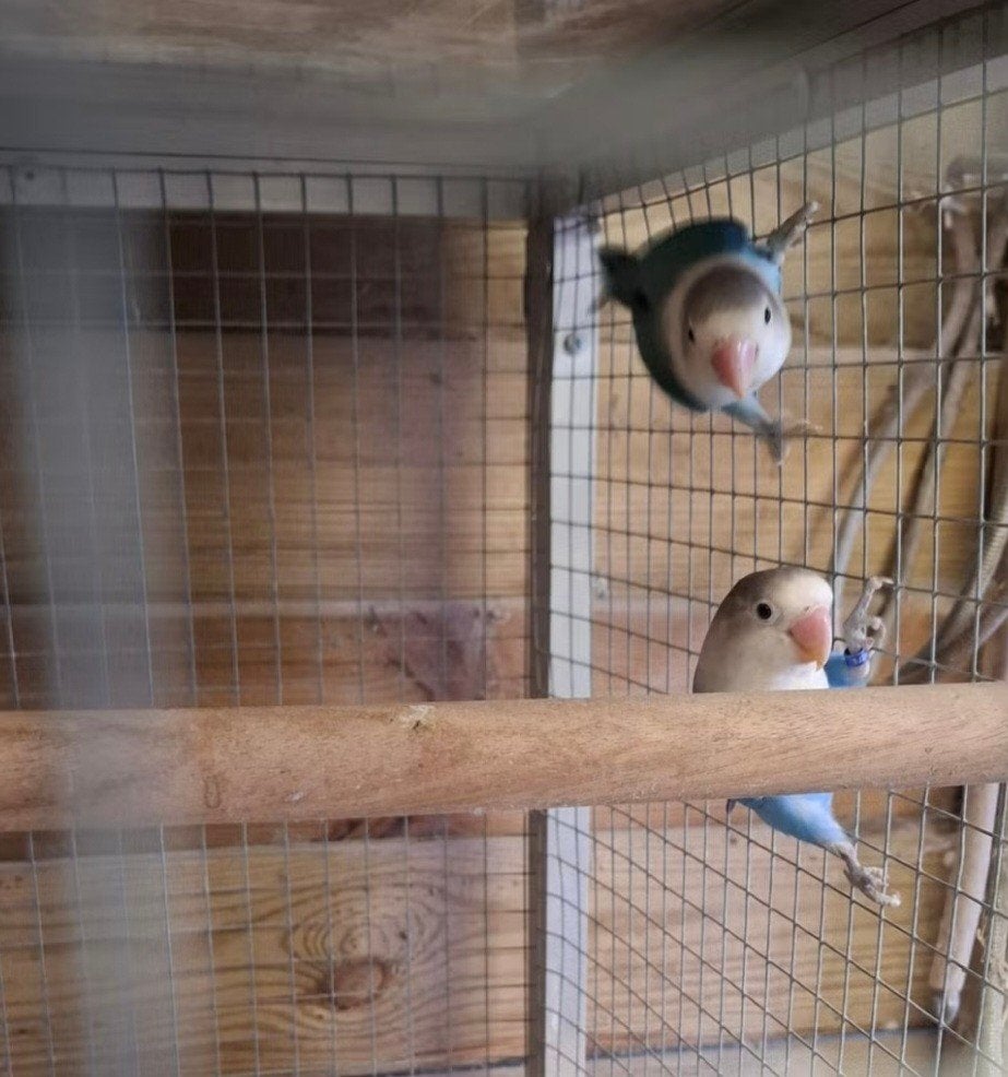 Agapornis, Dieren en Toebehoren, Geslacht onbekend, Dwergpapegaai of Agapornis, Tam