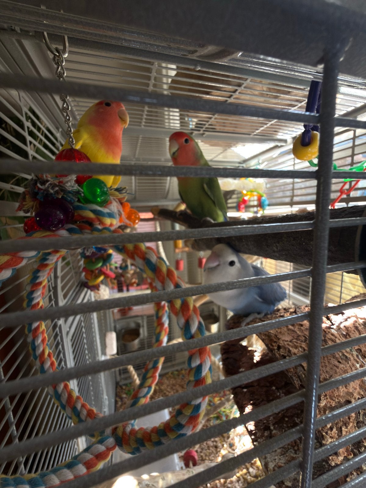 3 Agapornis roseicollis compleet met montana madeira kooi, Dieren en Toebehoren, Meerdere dieren, Dwergpapegaai of Agapornis