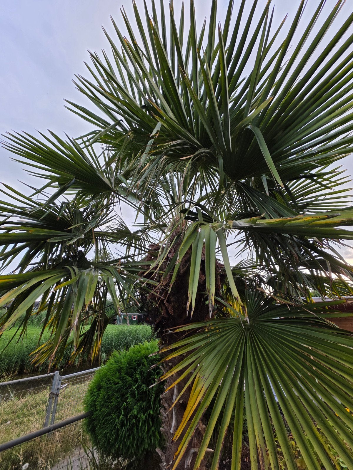 Grote Palmboom - Trachycarpus Fortunei TEAB, Volle zon, Vaste plant, Zomer, Ophalen