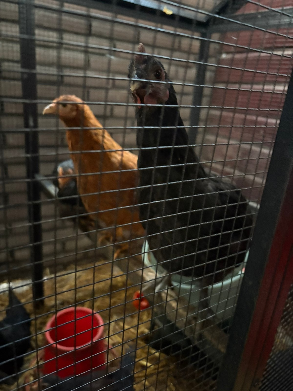 Kippen 20 stuks (ook los te koop), Meerdere dieren, Kip