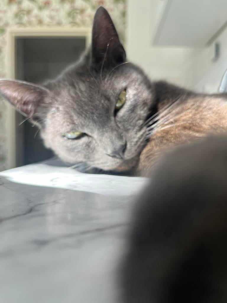 Eddy op zoek naar een nieuwe eigenaar!!, Dieren en Toebehoren, Katten en Kittens | Dekkaters, 0 tot 2 jaar