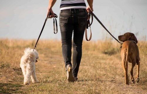 Dieren oppas / hondenuitlaat