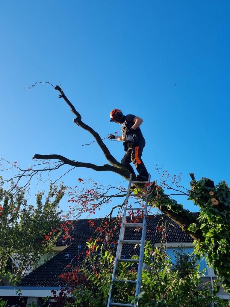 Boom verwijderen/stormschade/kappen/zagen/stobbefrezen, Tuinonderhoud of Snoeiwerk