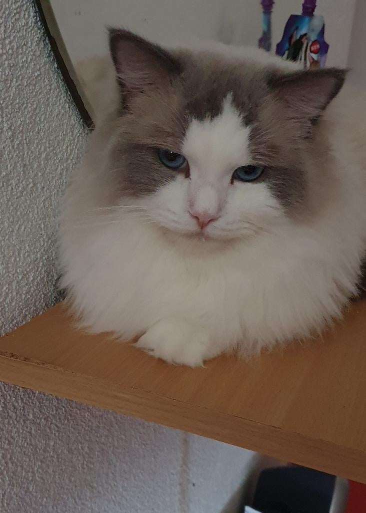 Ragdoll kater mag zo nu en dan uitdekking doen (niet te koop, Dieren en Toebehoren, Katten en Kittens | Dekkaters, 0 tot 2 jaar
