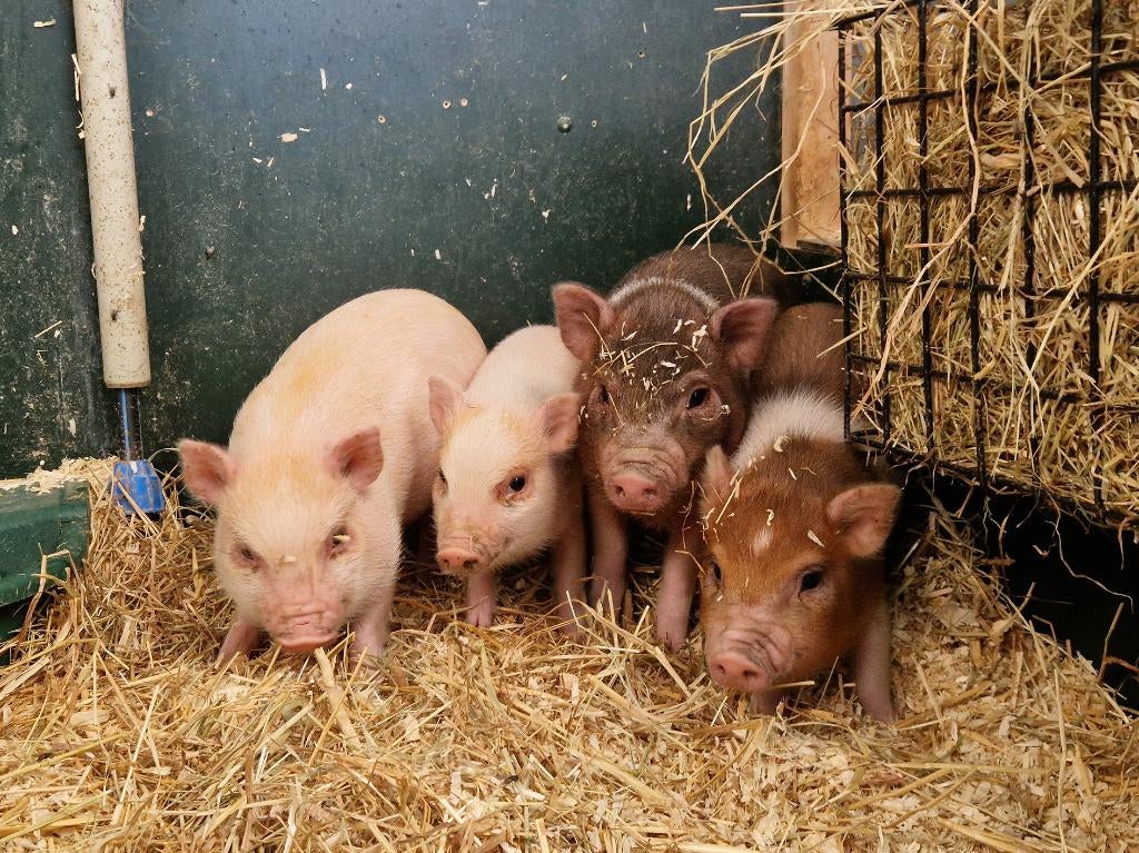 Minivarkens | Goed tam te maken | Passend advies, Dieren en Toebehoren, Meerdere dieren, Varken, 0 tot 2 jaar