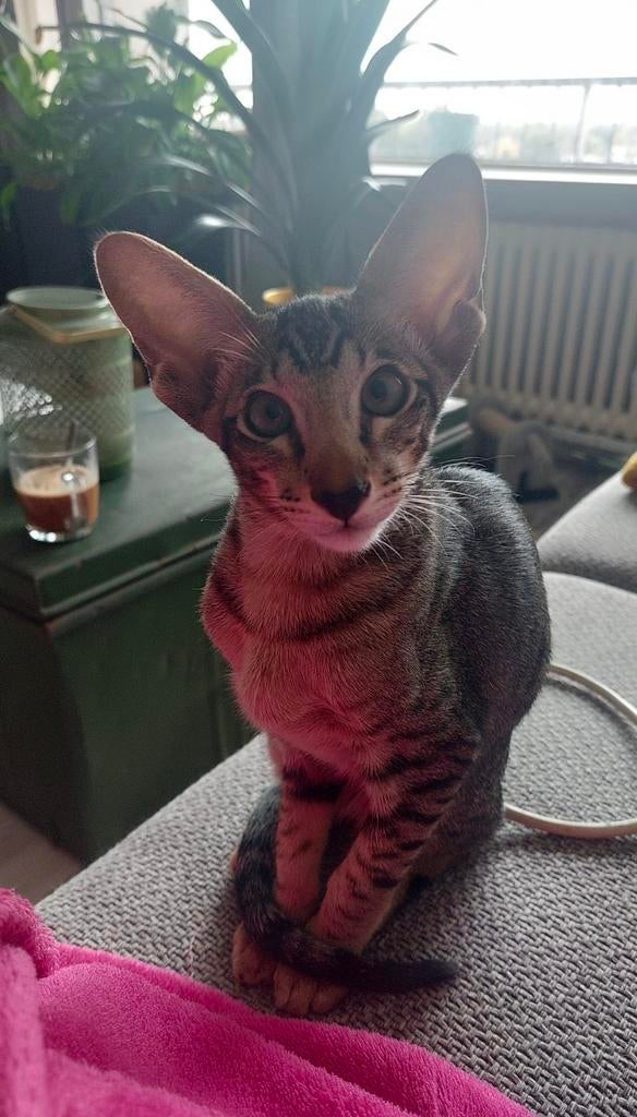 Dekkater Oosterse Korthaar NIET TE KOOP