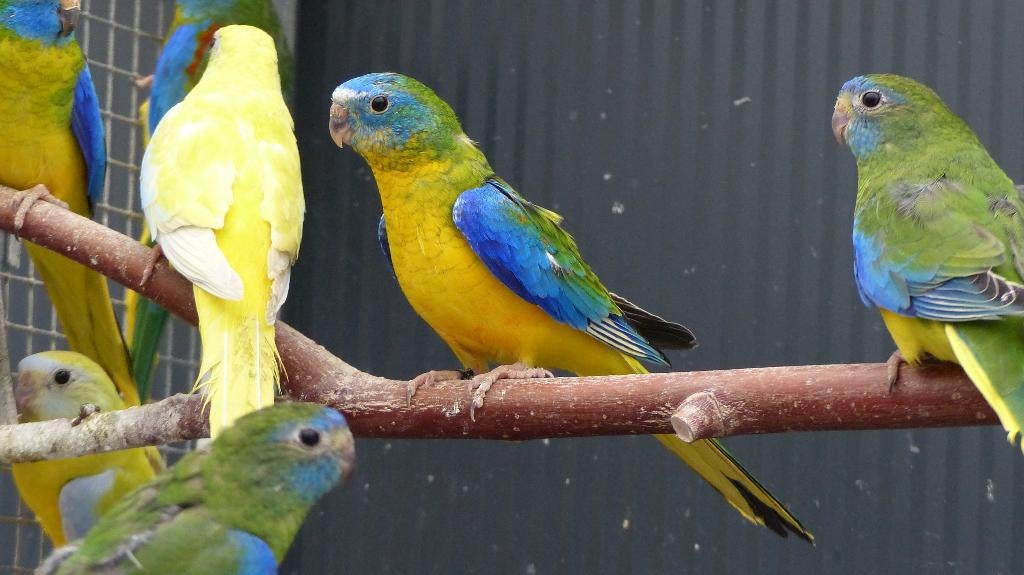 opaline turquoisine, Mannelijk, Parkiet, Geringd