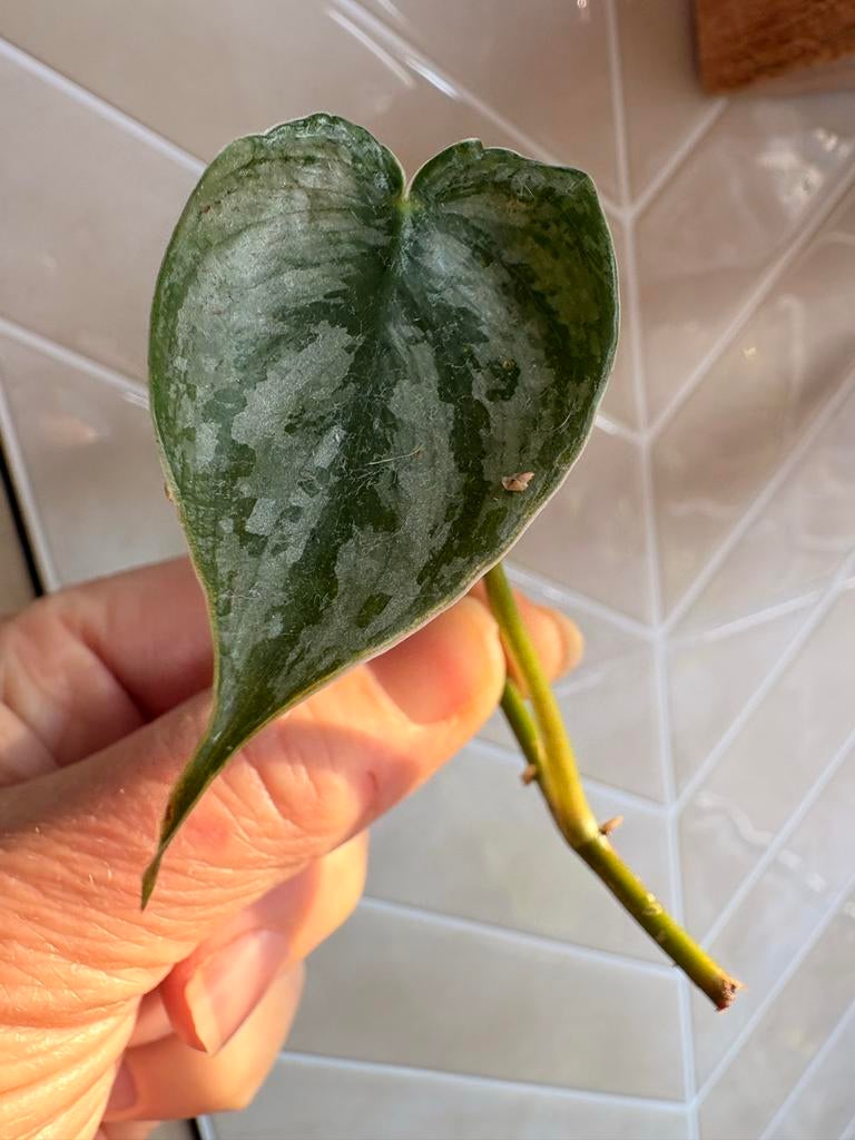 Philodendron Brandtianum Stek Geworteld, Overige soorten, In pot, Minder dan 100 cm, Groene kamerplant