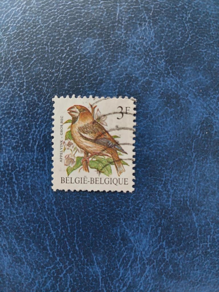Vogel.  Appelvink. België, Ophalen of Verzenden, Dier of Natuur