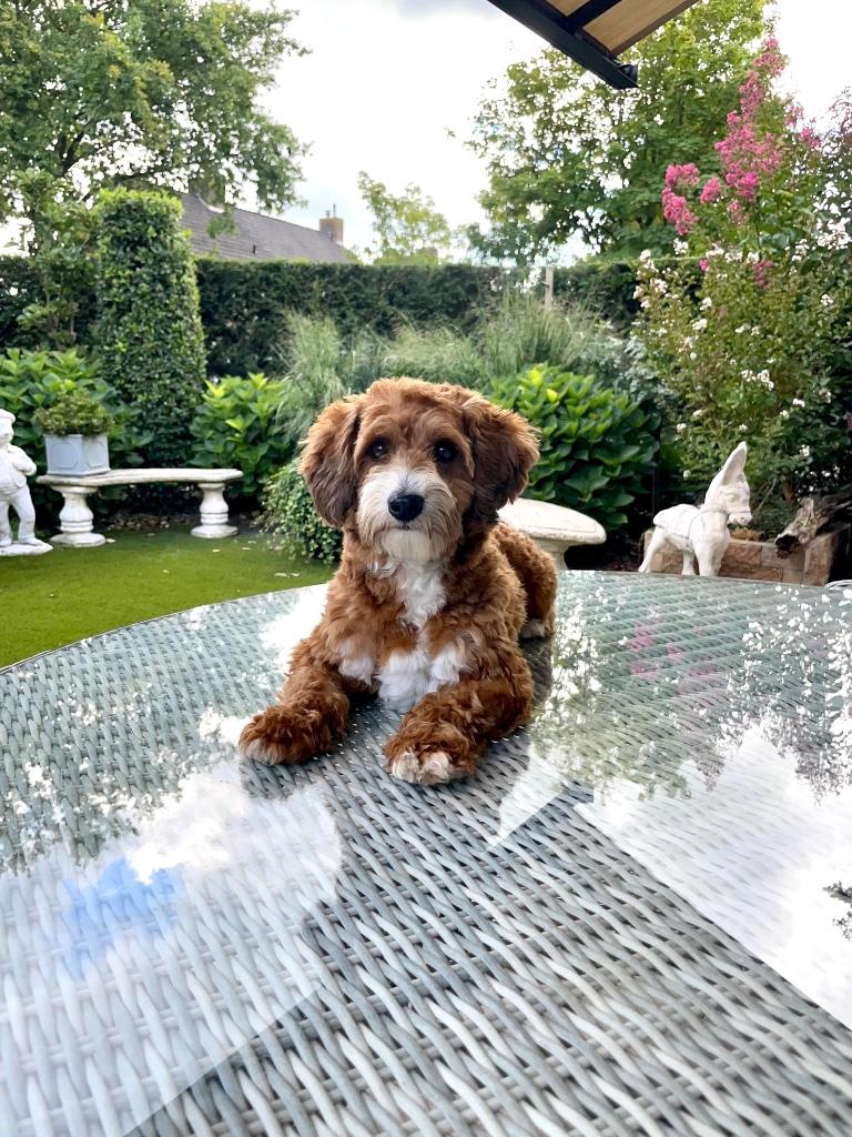 Poedel x Maltipoo  malthezer dekreutje        Sjefke, Parvo, Reu, 1 tot 2 jaar, Eén hond