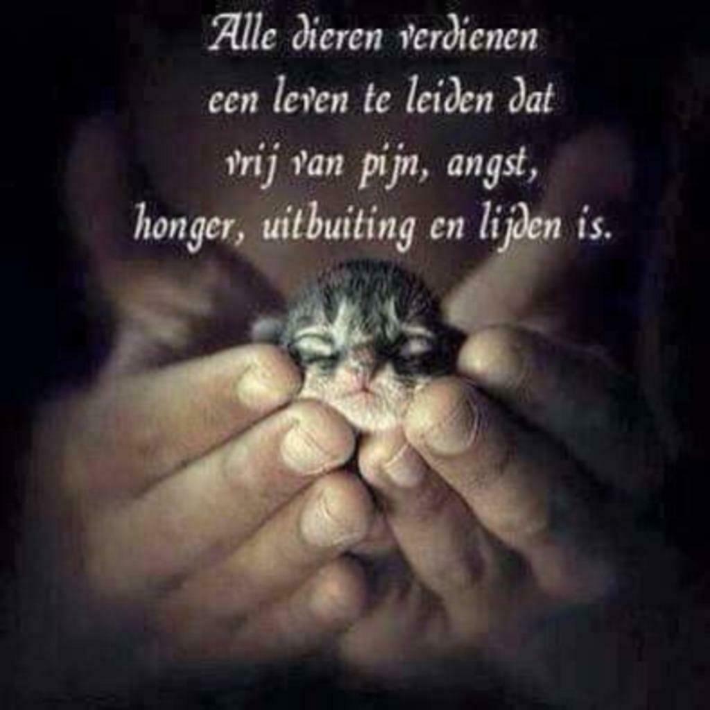 Geef een (zwerf)kat een beter leven dmv. kado voor eigen kat, Meerdere dieren