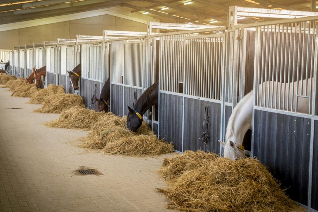 Paardenbox Voorwand Model A | Nieuw | Direct leverbaar