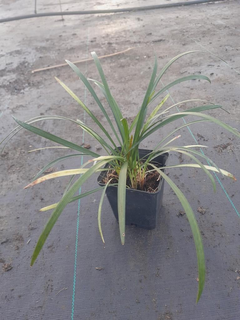 Liriope Muscari Big Blue - Leliegras vanaf €1,20, Vaste plant, Siergrassen, Ophalen of Verzenden, Halfschaduw