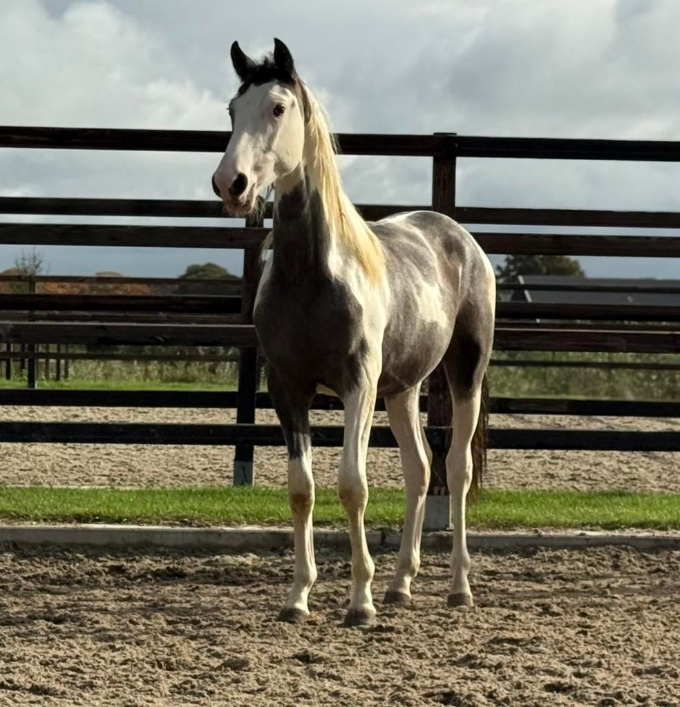Twee bijzonder mooi getekende ruinen uit 2024, E pony (1.48m - 1.57m), Ruin, Niet van toepassing, Springpony