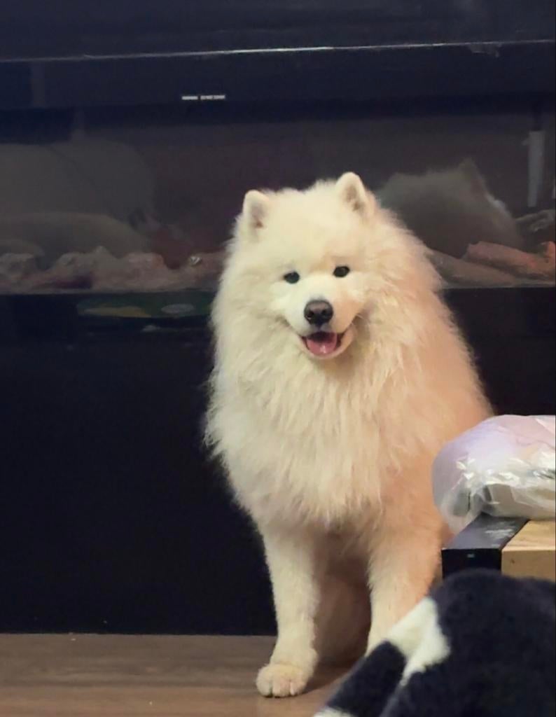 Dekreu Samojeed (ervaren) (Prijs voor 2x dekken), Dieren en Toebehoren, Honden | Dekreuen, Reu, 1 tot 2 jaar, Eén hond, Nederland