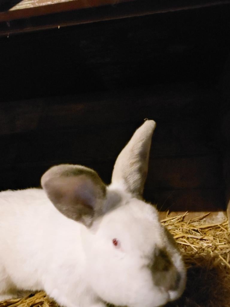 Rus californian konijn, Dieren en Toebehoren, Konijnen, Mannelijk, Groot, 0 tot 2 jaar