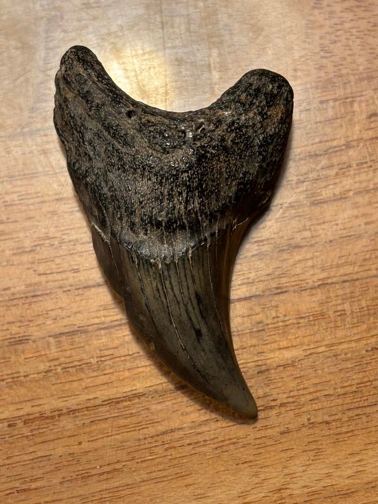 Zeldzame Parotodus Benedeni haaientand van Cadzand, Verzamelen, Mineralen en Fossielen, Fossiel, Ophalen of Verzenden