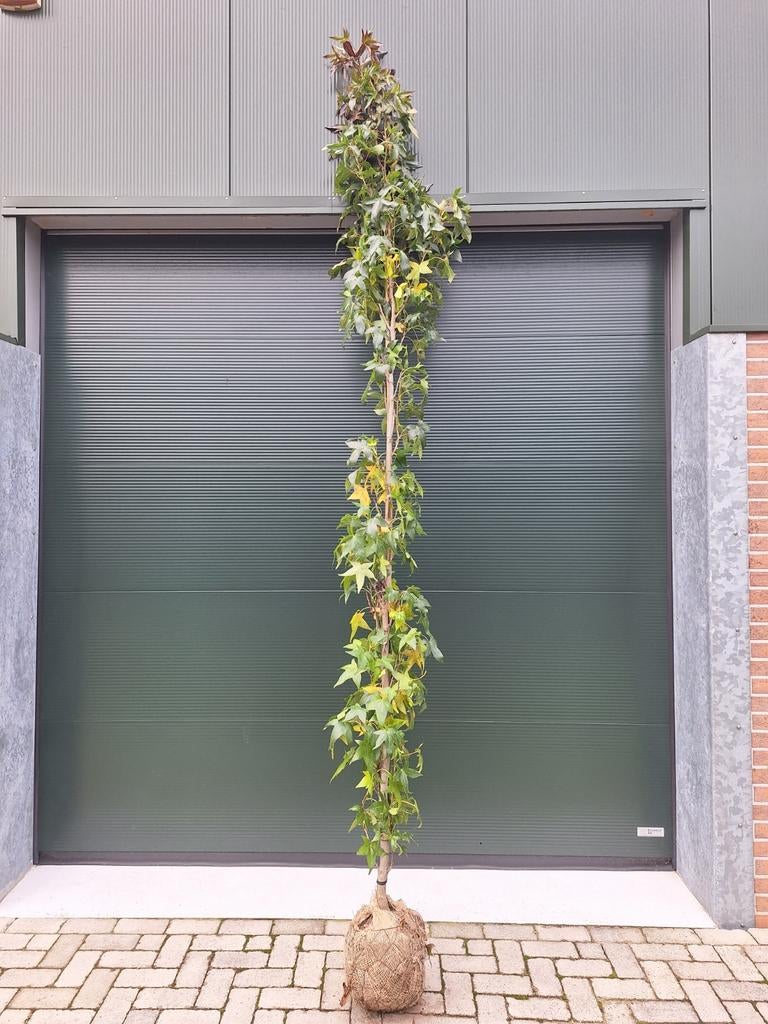Zuilbomen, zuilvormige bomen,  zuilbeuk,  zuil amberboom, Ophalen, Volle zon, Overige soorten, 250 tot 400 cm