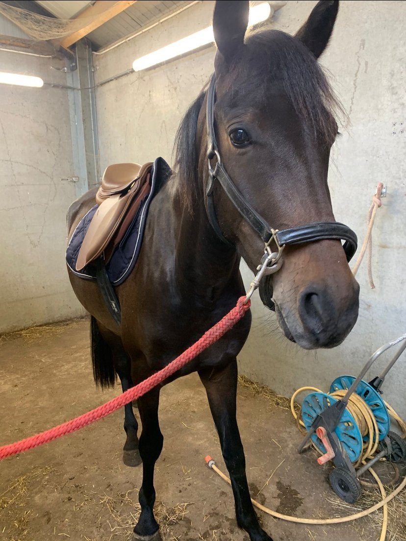 Bijrijder gezocht / verzorgpony aangeboden, Merrie, Zadelmak, D pony (1.37m tot 1.48m), 3 tot 6 jaar