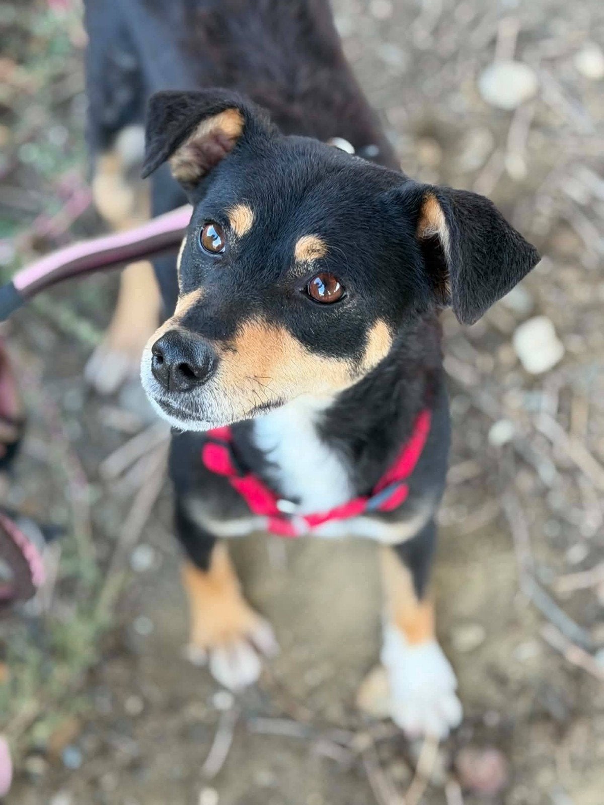 Flora zoekt een super lief baasje, lieve hond ter adopt, Particulier, 1 tot 2 jaar, Buitenland, Teef