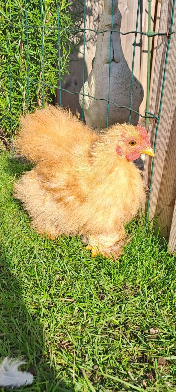2 raszuivere cochin kriel haantjes, Dieren en Toebehoren, Mannelijk, Kip