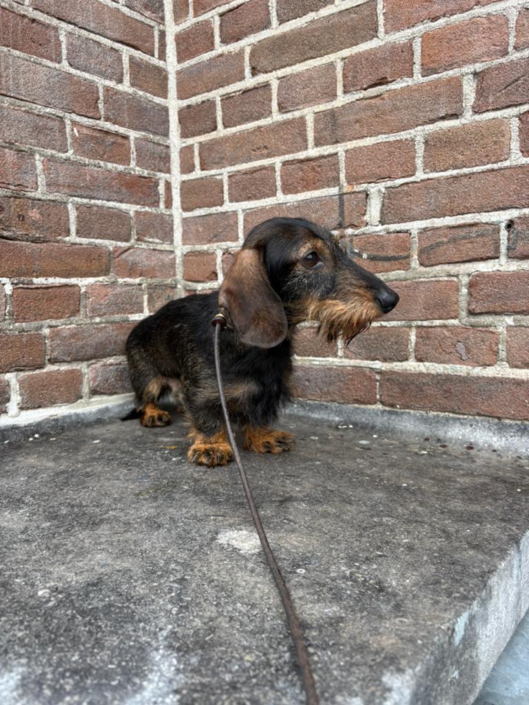 Zeer klein ruwhaar kaninchen teckeltje, Kaninchen, Reu, 1 tot 2 jaar, Parvo