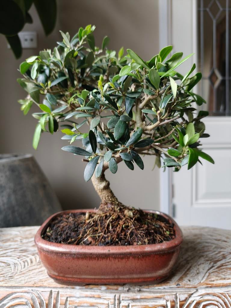 Olea Europaea 'Olijf' Bonsai, Volle zon, Bloeit niet, Minder dan 100 cm, Overige soorten