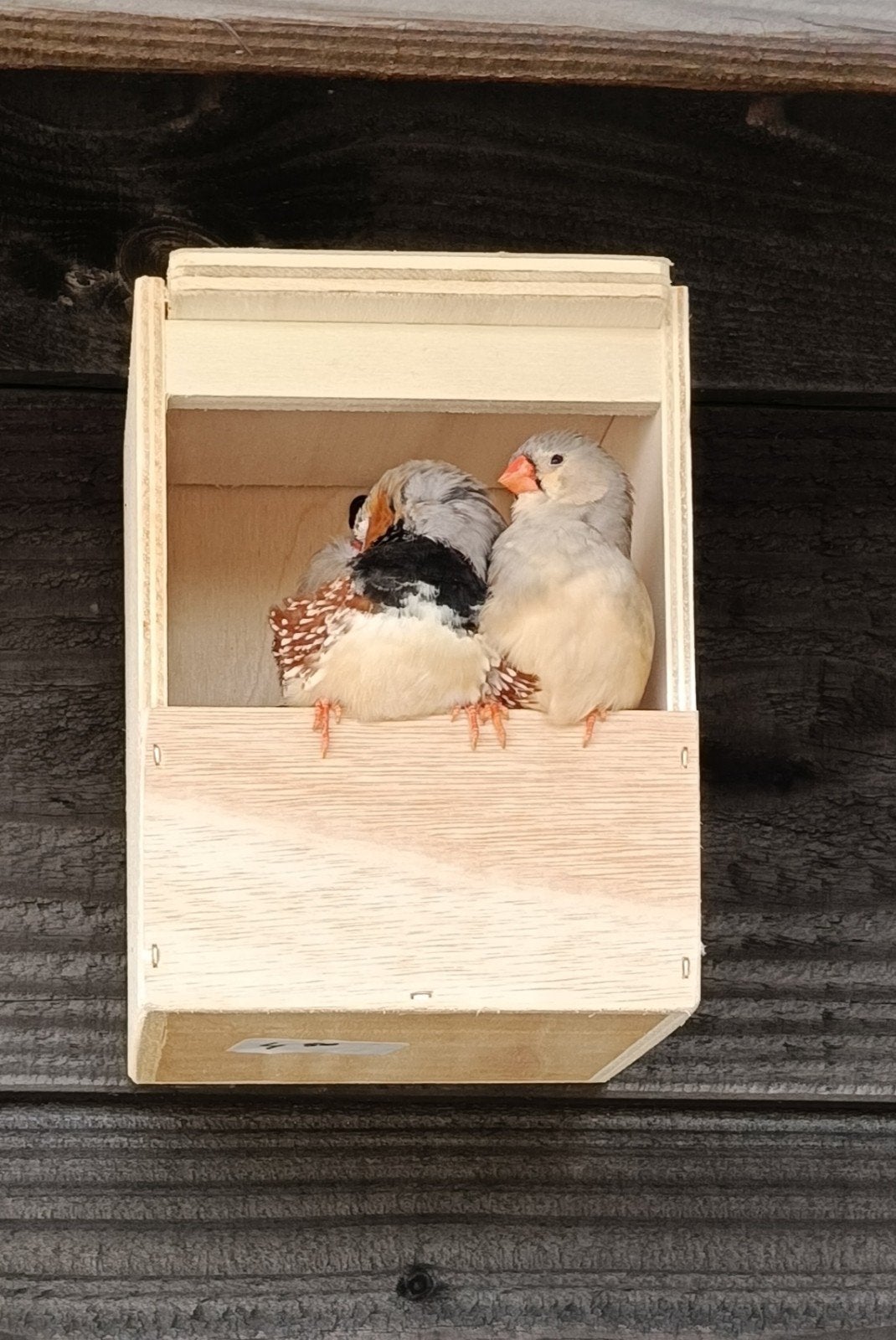 meerdere koppels zebravinken, Dieren en Toebehoren, Vogels | Overige Vogels, Meerdere dieren