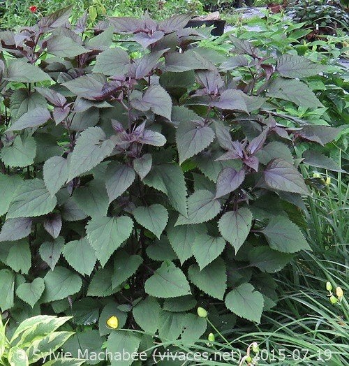 Eupatorium rugosum 'Chocolate' - Biologisch gekweekt, Ophalen, Vaste plant, Overige soorten