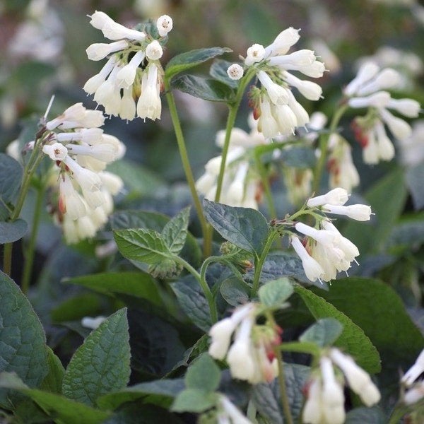 Witte smeerwortel, Volle zon, Vaste plant, Zomer, Ophalen