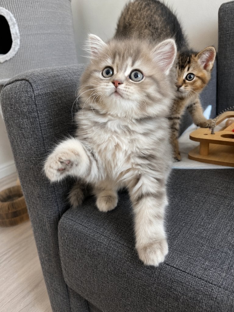 Brits Langhaar kittens, Meerdere dieren, Gechipt, 0 tot 2 jaar