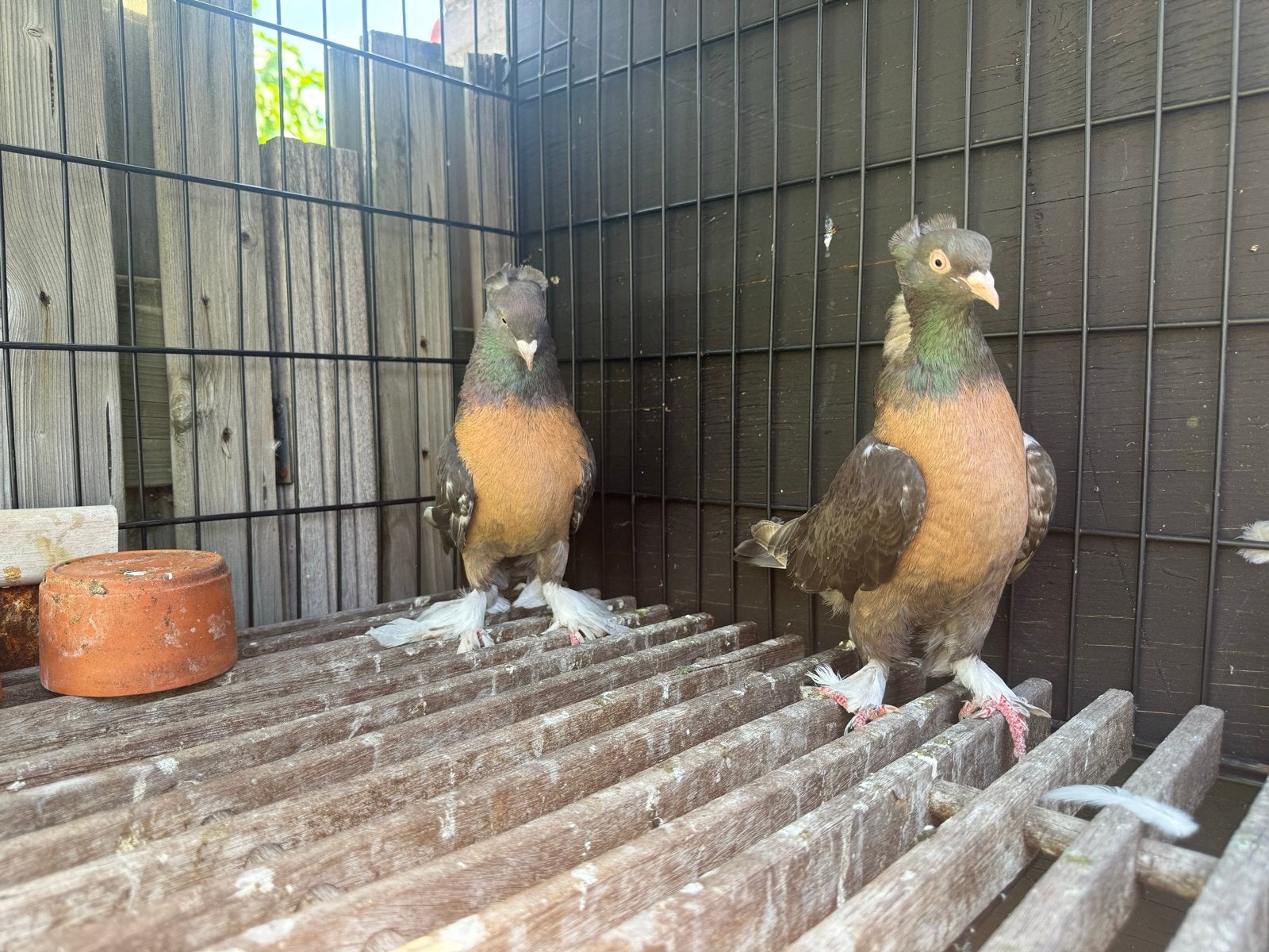 Takla duiven, Dieren en Toebehoren, Meerdere dieren, Tuimelaar of Roller