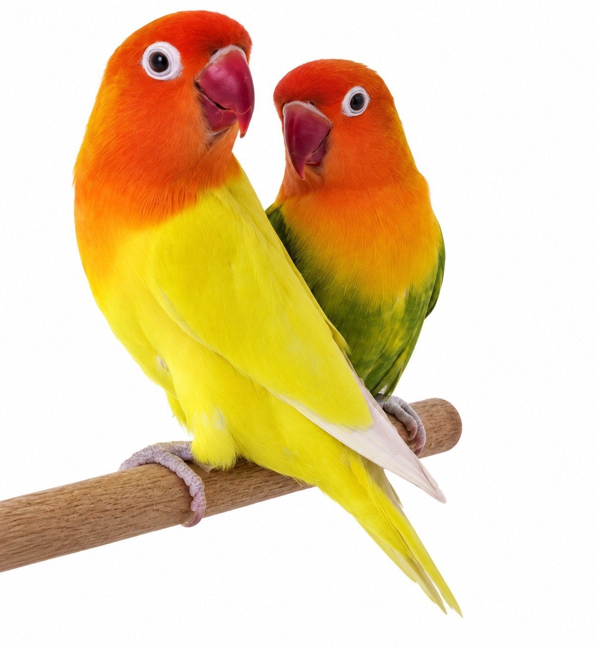 Kweekkoppel agapornis Fischeri, Dieren en Toebehoren, Meerdere dieren, Dwergpapegaai of Agapornis