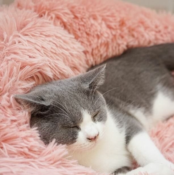 Hondenmand Fluffy Donut Hondenkussen Mand Pluche Hondenbed, Ophalen of Verzenden, Nieuw, Pluche