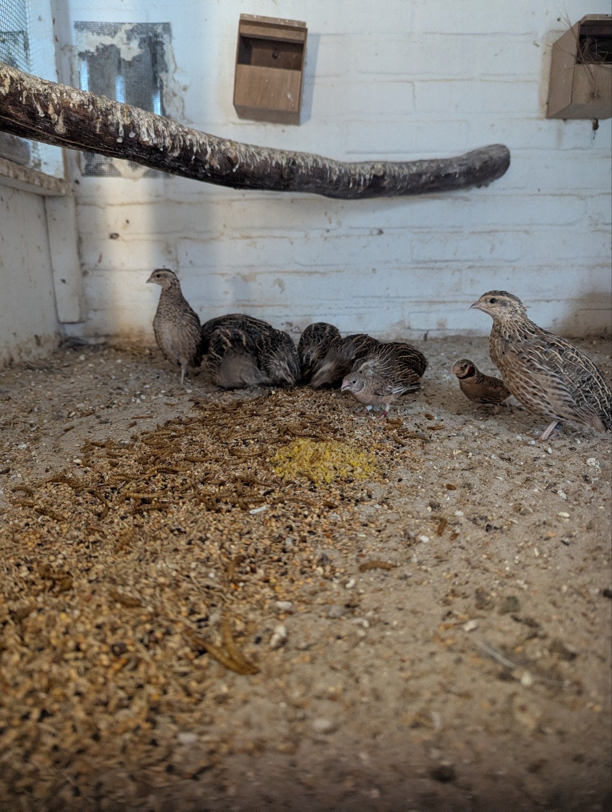 Kwartels verschillende soorten, Dieren en Toebehoren, Pluimvee, Meerdere dieren, Overige soorten
