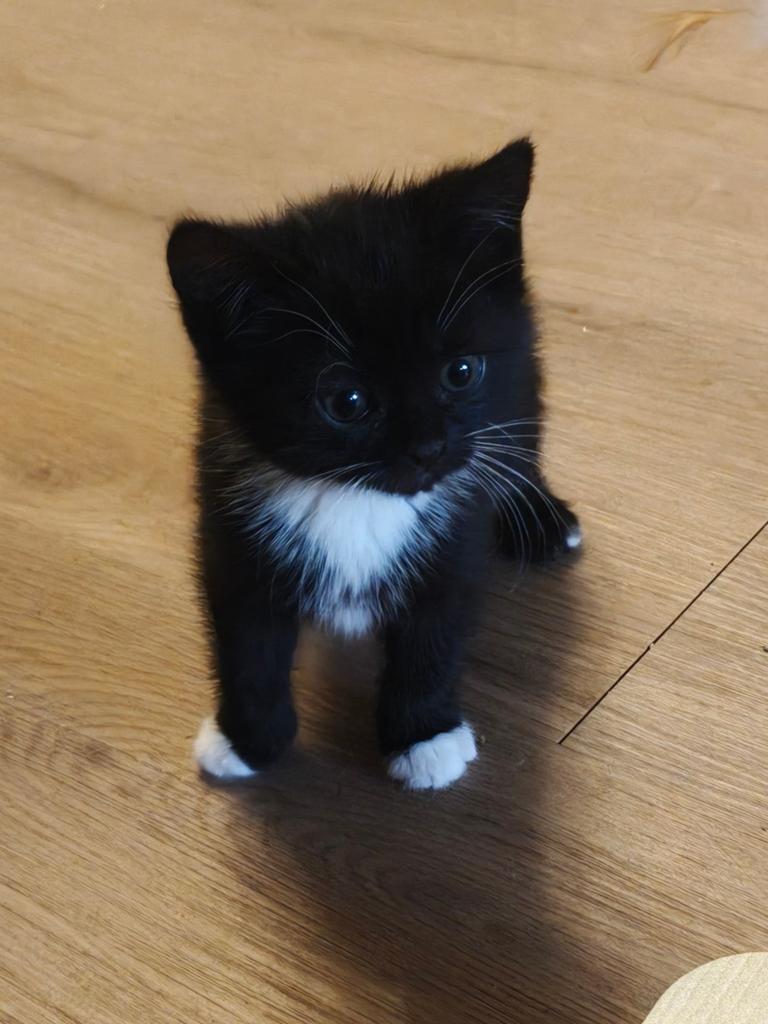 Ragdoll x Britsekorthaar kitten zwart, Poes