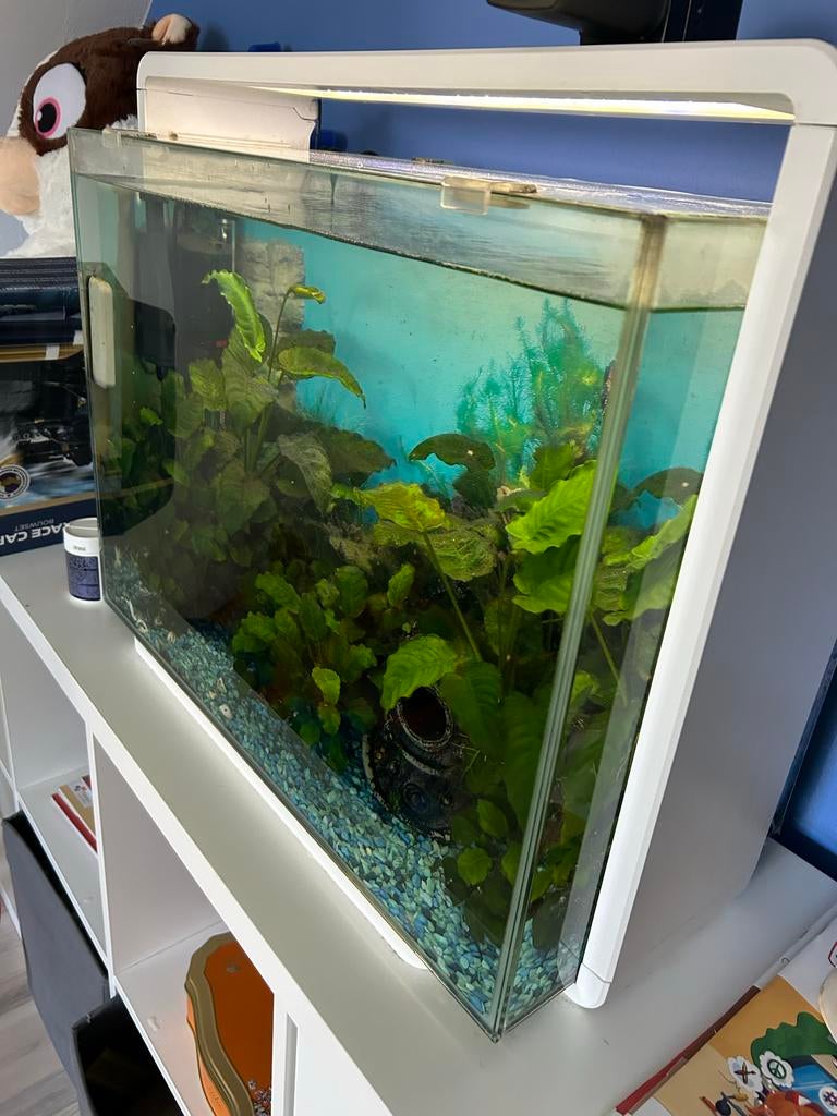 Aquarium superfish proled 60, Ophalen, Superfish, Inclusief vissen, Gevuld zoetwateraquarium