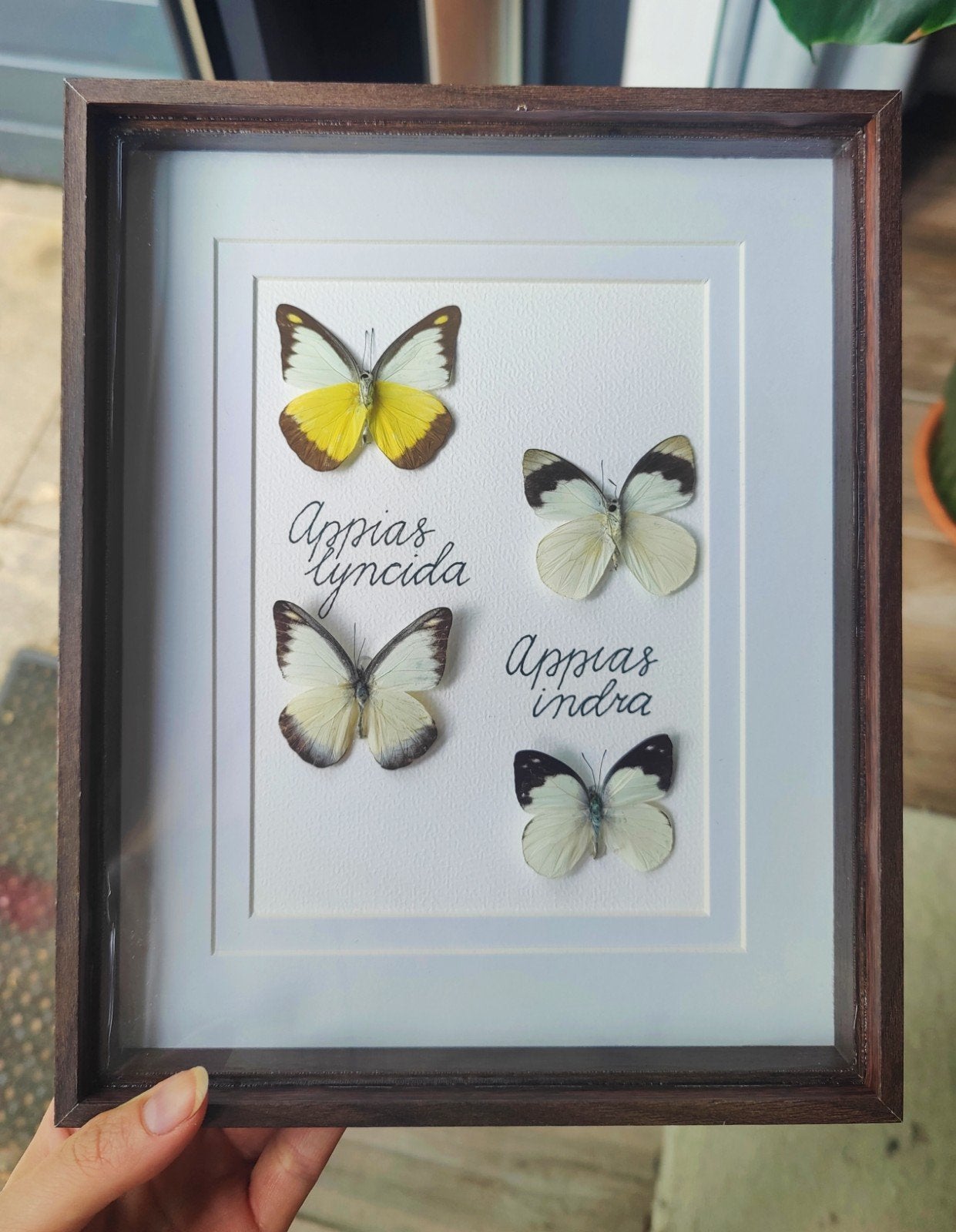 Opgezette vlinder in lijst / taxidermie - Appias indra/lynci, Ophalen of Verzenden, Nieuw, Insect, Opgezet dier