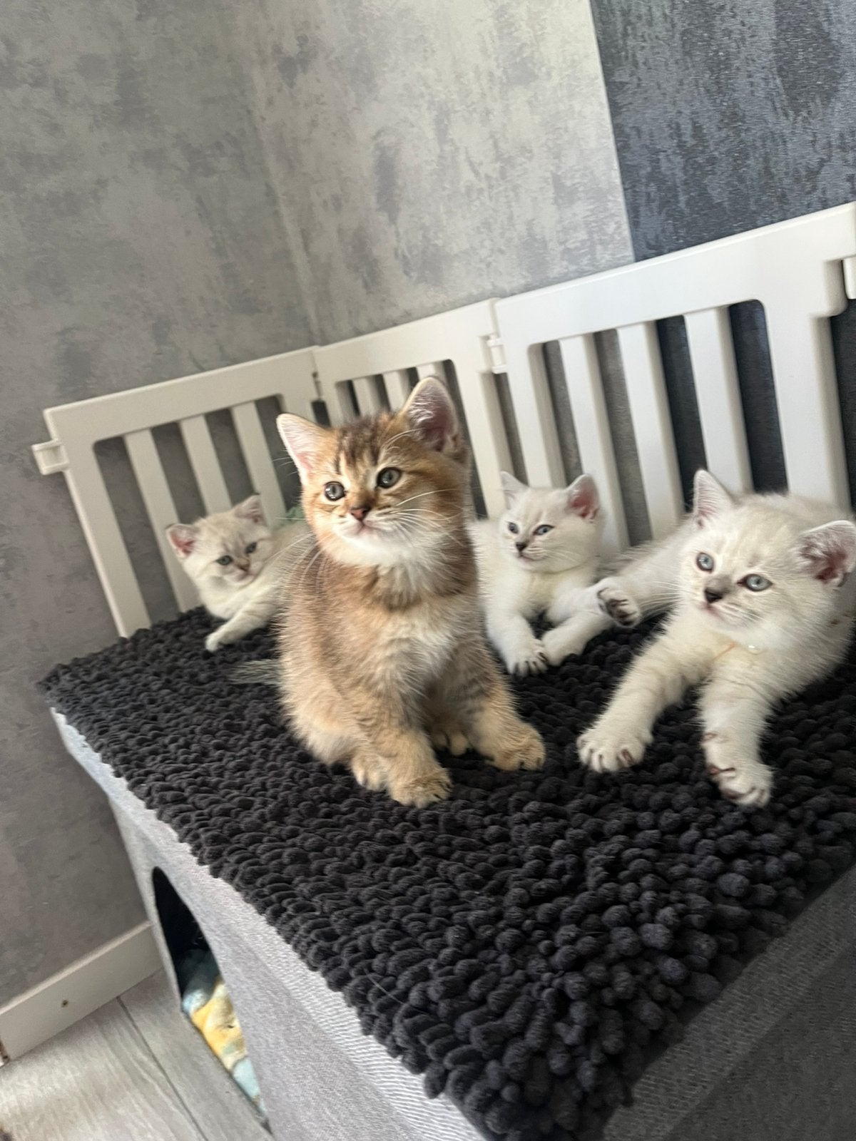 Britisch kittens, Meerdere dieren, Ontwormd, 0 tot 2 jaar