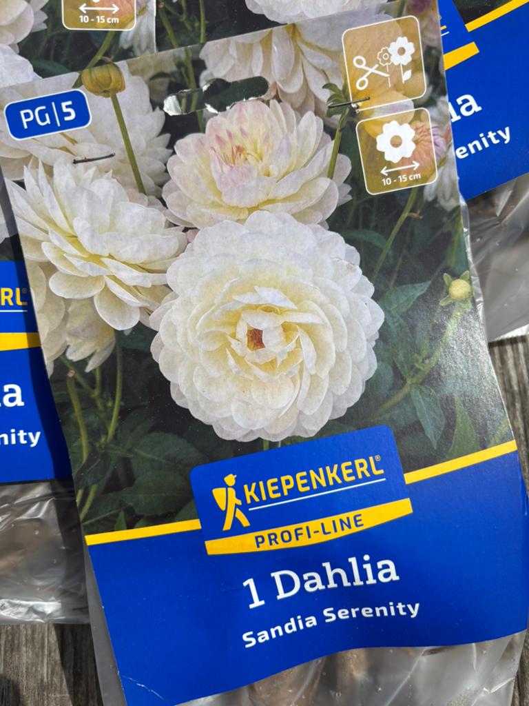 Dahlia, Tuin en Terras, Bloembollen en Zaden, Knol, Volle zon, Ophalen of Verzenden