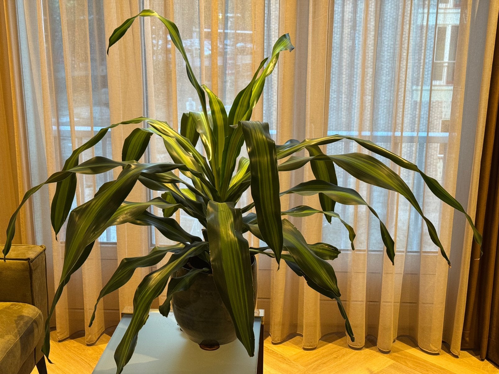 Grote groene gezonde Dracaena Burley, Ophalen, Halfschaduw, Minder dan 100 cm