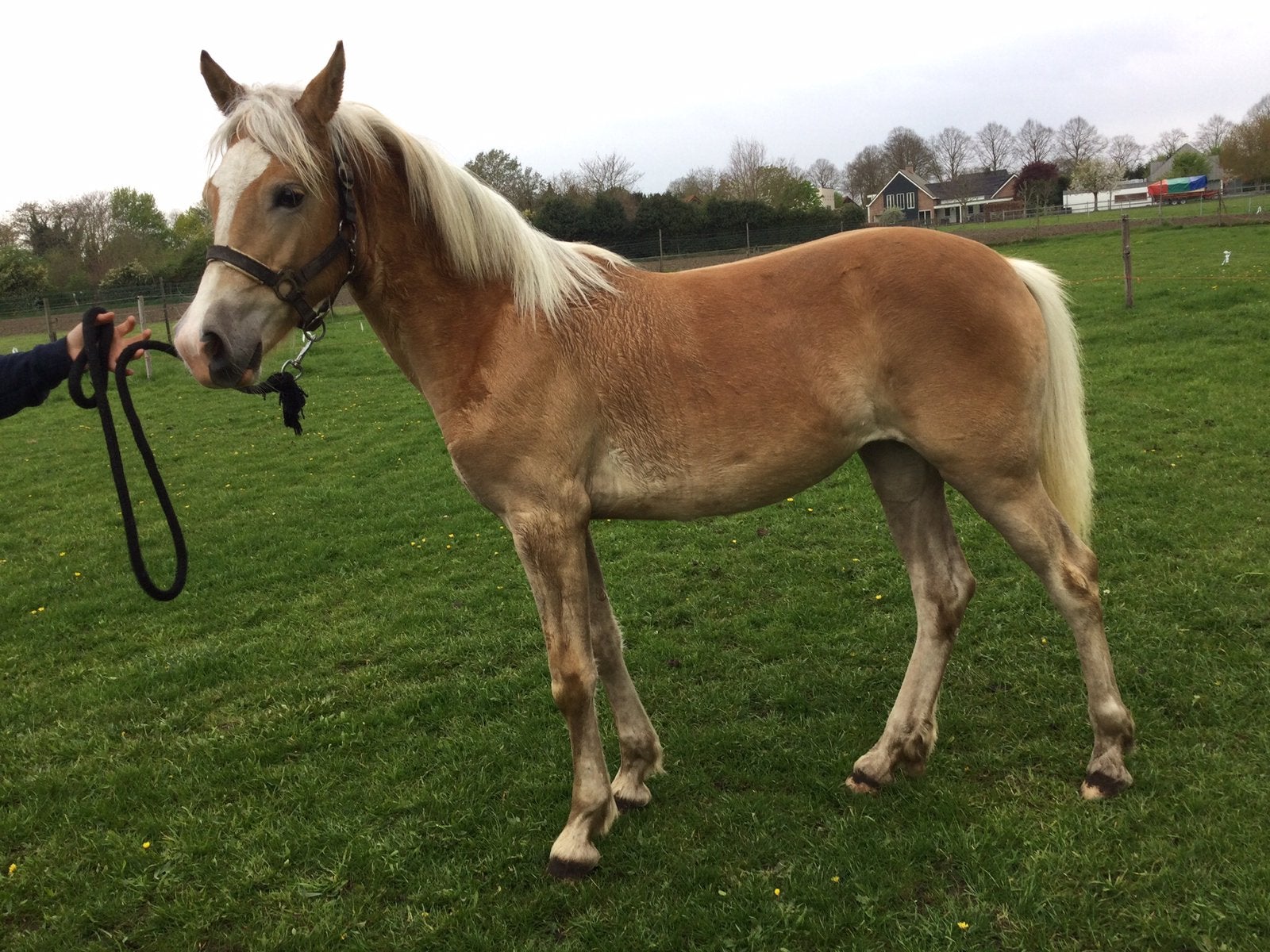 Prachtig Haflinger merrie jaarling, Merrie, Niet van toepassing, Met stamboom, 0 tot 2 jaar