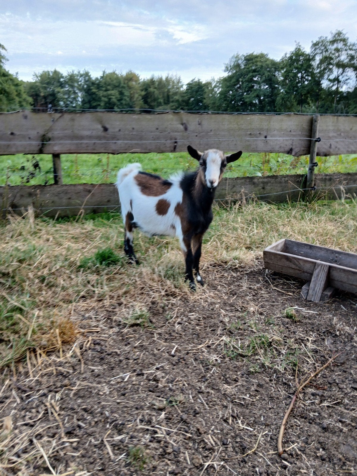 mooie driekleurg dekbok, Dieren en Toebehoren, Schapen, Geiten en Varkens, Mannelijk, Geit