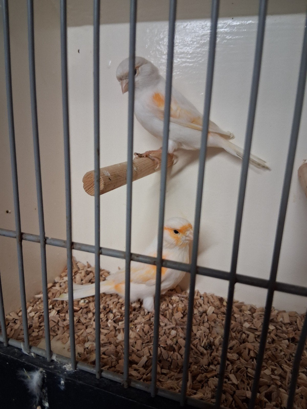 rood mozaiek en rood agaat mozaiek kanaries, Meerdere dieren, Kleurkanarie